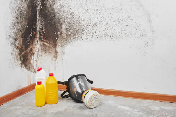Best Mold Testing  in Solvang, CA