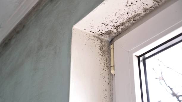 Best Mold Damage Repair  in Solvang, CA