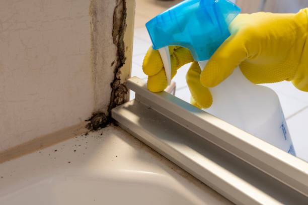 Best Commercial Mold Removal  in Solvang, CA