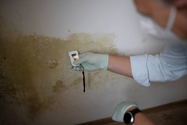 Best Certified Mold Removal  in Solvang, CA
