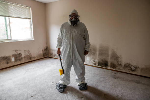 Best Mold Cleaning Services  in Solvang, CA