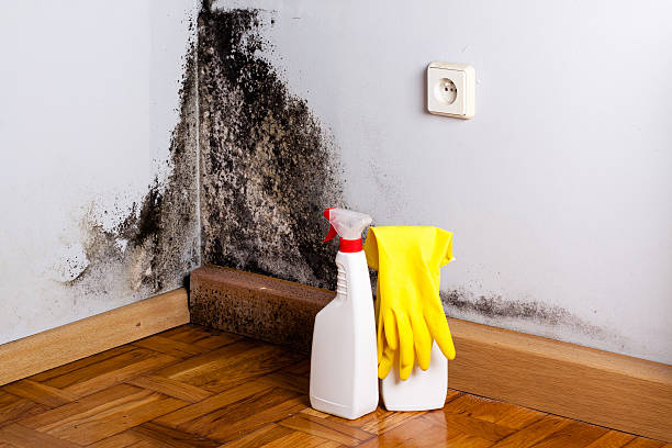 Best Mold Removal Process  in Solvang, CA