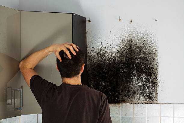 Best Mold Damage Repair  in Solvang, CA