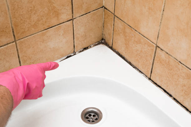 Best Mold Removal Specialists  in Solvang, CA