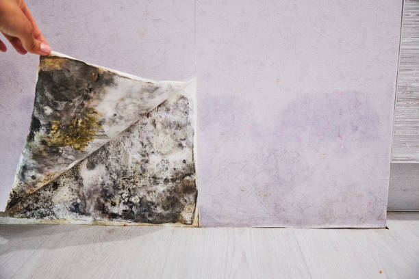 Best Residential Mold Removal  in Solvang, CA